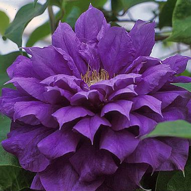 A close-up of a vibrant purple double-flowered clematis bloom with many layered petals, surrounded by green leaves.