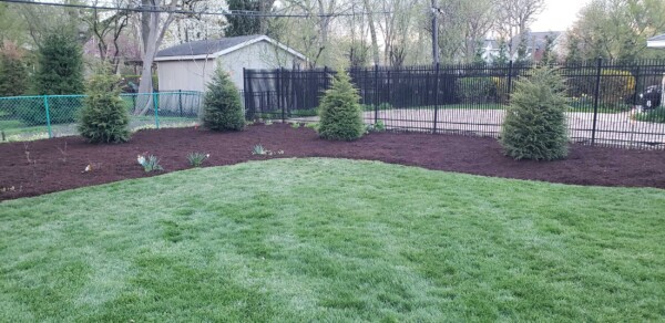 A backyard with green grass, three small evergreen trees, and fresh brown mulch along the fence line. A shed and chain-link fence are visible in the background.