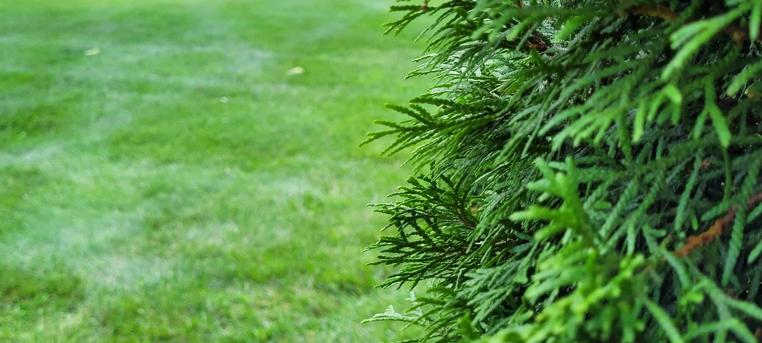 Close-up of green pine tree branches on the right side of the image, with a blurred grassy lawn in the background on the left.