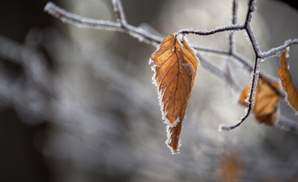 A close-up of a brown, dried leaf with frosty edges hanging from a twig, with a blurry, light gray background.