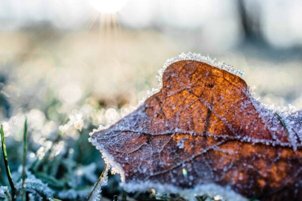 A close-up of a frosty brown leaf on grass in the morning sunlight, with ice crystals visible along the leafs edges and a blurred, bright background.