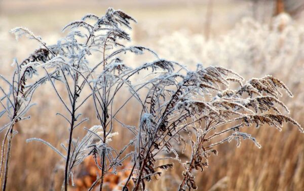 Frost-covered wild grass and plants in a field on a cold morning, with blurry beige and white tones in the background.