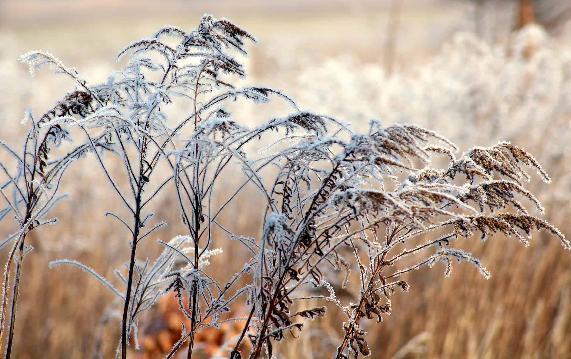 Frost-covered wild grass and plants in a field on a cold morning, with blurry beige and white tones in the background.