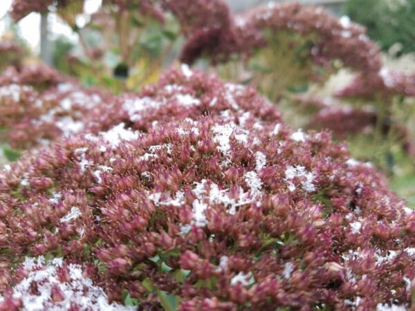Close-up of reddish-brown flower clusters dusted with light snow, with a blurred background of more flowers and greenery.