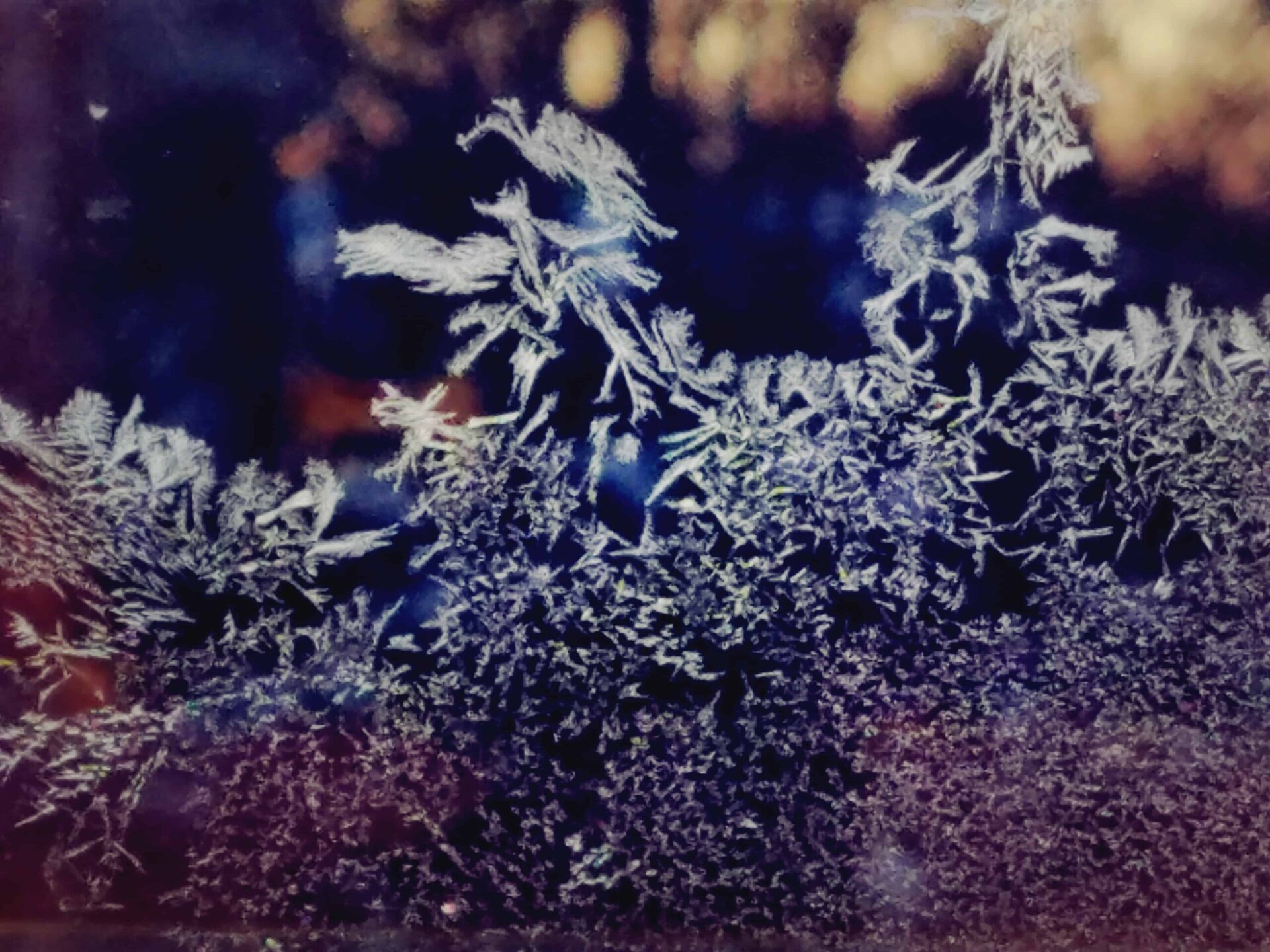 Frost patterns on a window resemble delicate feathers and ferns, with a blurred background showing hints of warm golden light and dark blue shadows.
