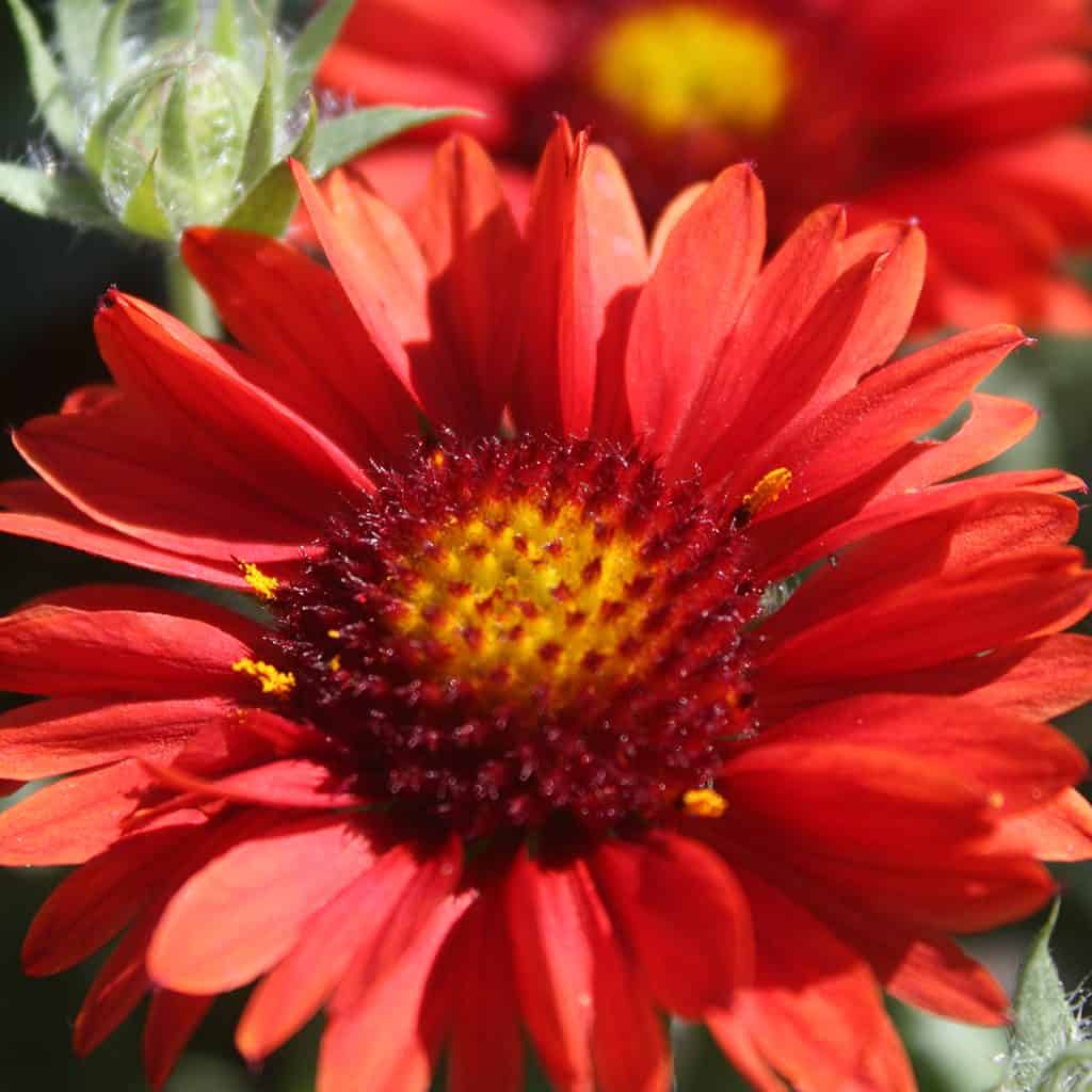 Close-up of a vibrant red flower with a yellow and dark red center, surrounded by green leaves and another similar flower blurred in the background.