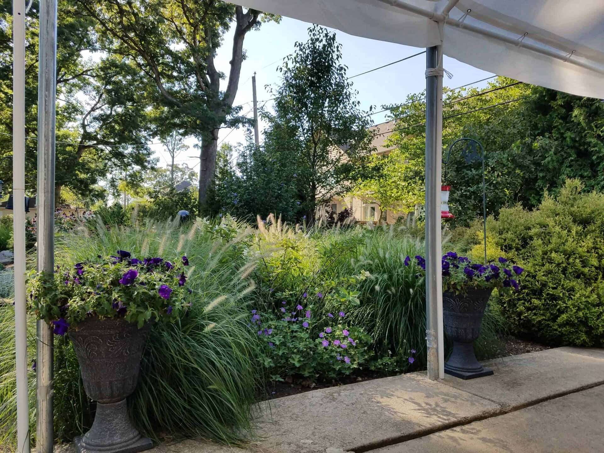 Potted purple flowers sit on a walkway under a canopy, overlooking a lush green garden with tall grasses, shrubs, and trees on a sunny day.