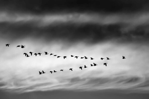 A flock of birds flies in a V-formation against a cloudy sky in this black and white photograph.