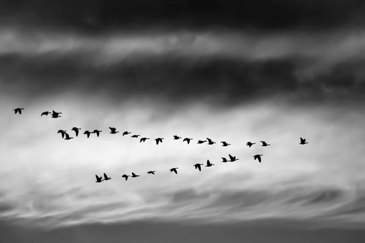 A flock of birds flies in a V-formation against a cloudy sky in this black and white photograph.