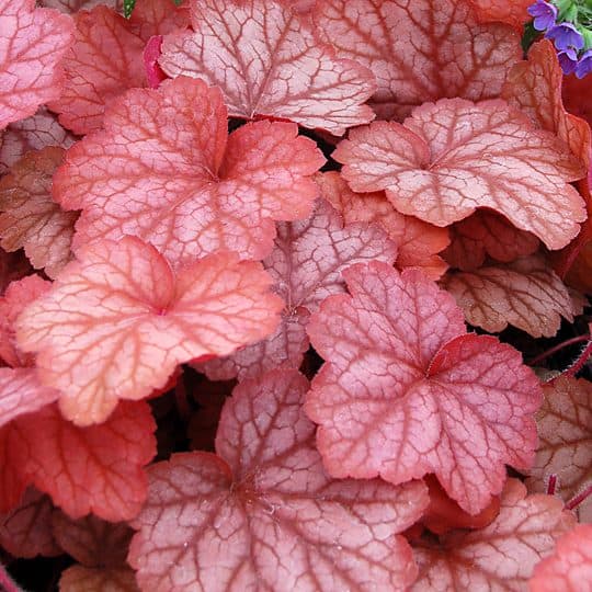 Cluster of coral pink Heuchera leaves with prominent veins, showing various shades from light pink to deep reddish-pink. The leaves have a textured, crinkled appearance and deeply lobed edges.