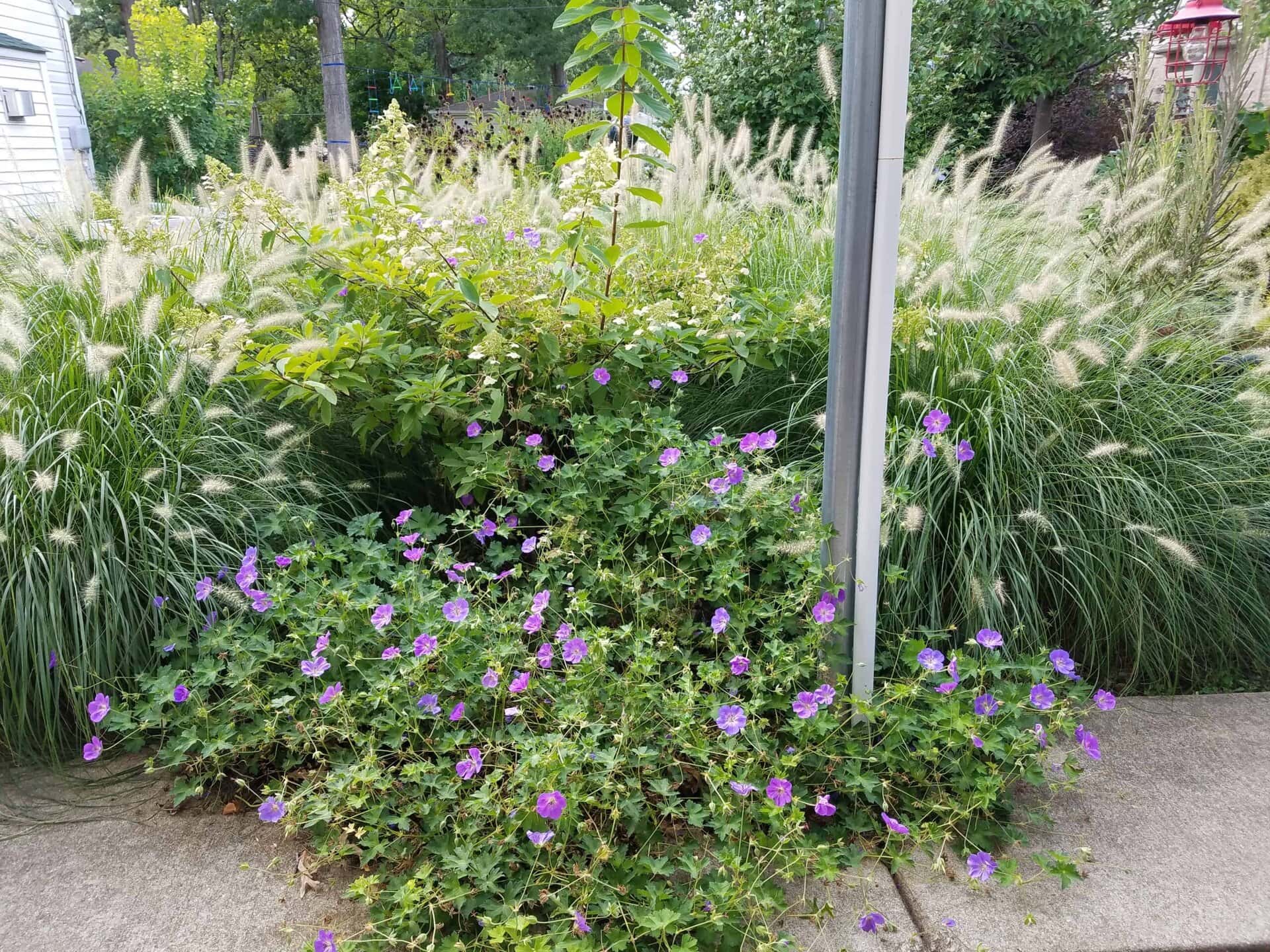 Purple flowers and green foliage grow next to tall ornamental grass along a sidewalk. A metal pole stands in the foreground, with trees and a house visible in the background.