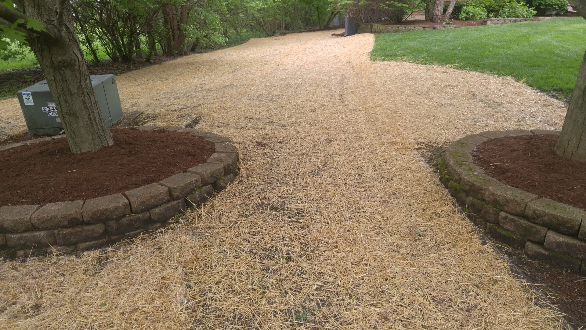 A path covered with straw runs between two mulched tree bases bordered by stone. Grass and trees line the path, and a utility box sits on the left. The scene appears to be in a landscaped garden.