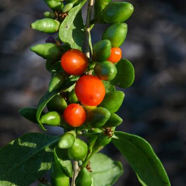 A close-up of a branch with several green leaves and small round berries, some bright red and some green, clustered together against a blurred outdoor background.