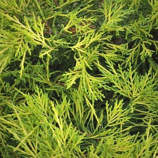 Close-up of dense, green conifer branches with needle-like leaves, overlapping and creating a textured natural pattern.