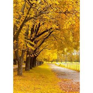 A tree-lined pathway covered in yellow autumn leaves, with vibrant yellow foliage on the branches and scattered leaves on the ground, creating a warm and inviting fall scene.