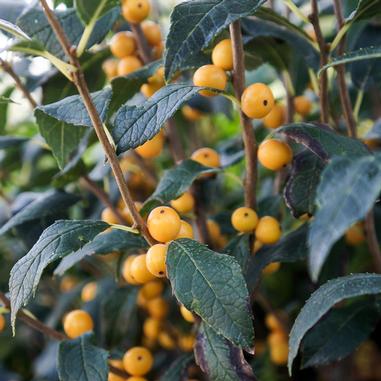 Branches with dark green, oval leaves and clusters of small, round yellow-orange berries. The foliage is dense, and the berries are scattered throughout the branches. The background is softly blurred green.