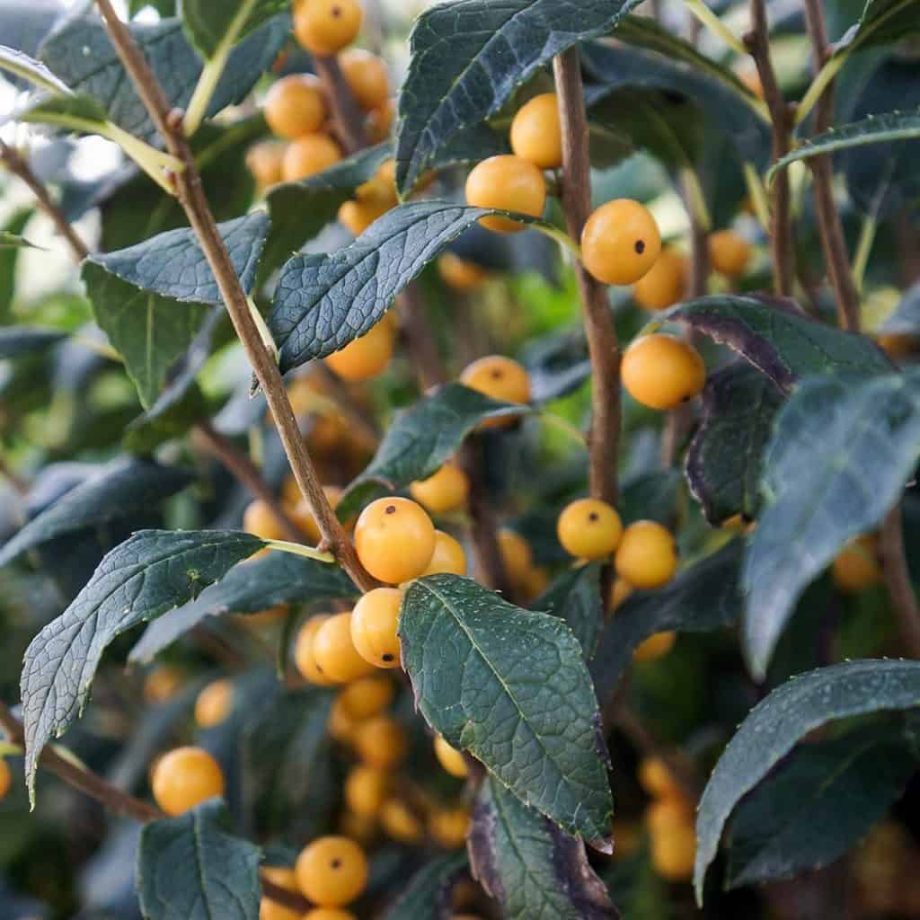 Branches with dark green leaves and clusters of small, round, yellow-orange berries. The berries are smooth and spread along the stems, contrasting with the foliage.