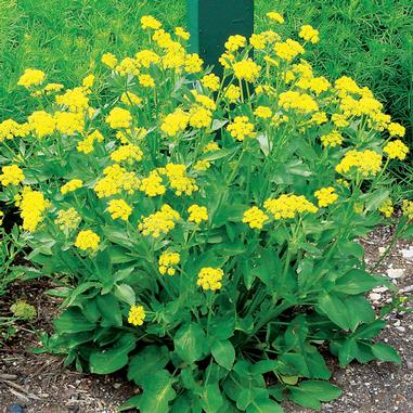 A green leafy plant with clusters of small, bright yellow flowers grows in a garden bed with soil and some grass visible in the background.