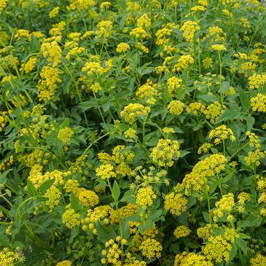 A dense patch of wild parsnip plants with clusters of small, bright yellow flowers and green leaves in an outdoor setting.