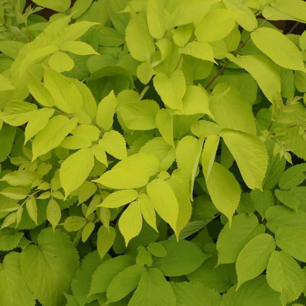 Close-up of numerous bright green, serrated leaves overlapping each other, creating a dense, lush foliage.