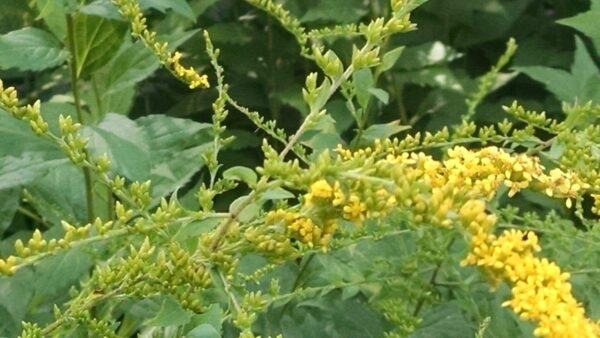 Close-up of yellow wildflowers with small blossoms clustered along thin green stems, surrounded by green leaves and foliage in the background.