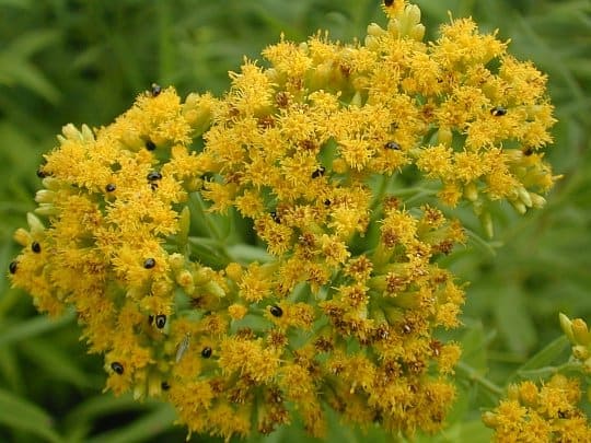 Close-up of a cluster of bright yellow flowers with numerous small black insects scattered across the blossoms. The background is a blurred green, highlighting the vibrant floral cluster in the foreground.