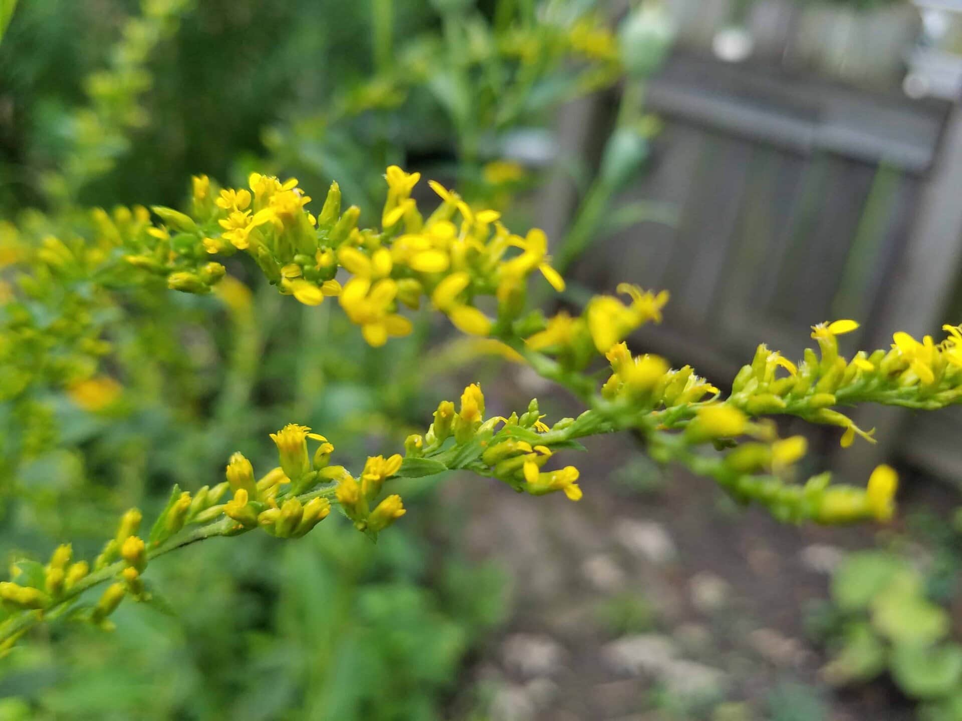 Close-up of a yellow wildflower branch in focus, with a blurred garden background and a wooden fence visible out of focus.