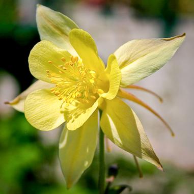 Close-up of a yellow columbine flower with pale petals and prominent yellow stamens, set against a blurred green and white background.