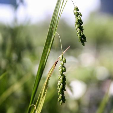 Two slender green stems with small, clustered seed pods hang downward against a blurred green background, suggesting a natural outdoor setting.