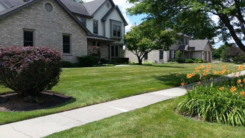 A suburban street with well-kept lawns, blooming orange daylilies, shrubs, and mature trees in front of brick houses on a sunny day.
