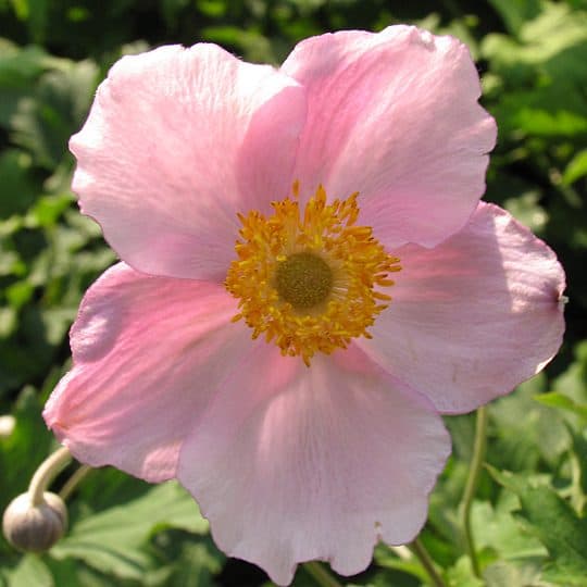 A close-up of a single pink flower with five petals and a yellow center, set against a background of green leaves.