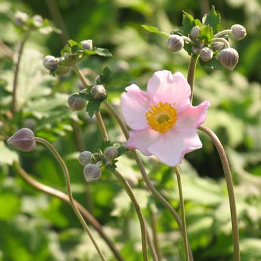A single light pink flower with a yellow center is in focus among several closed buds and green leaves, all bathed in sunlight.