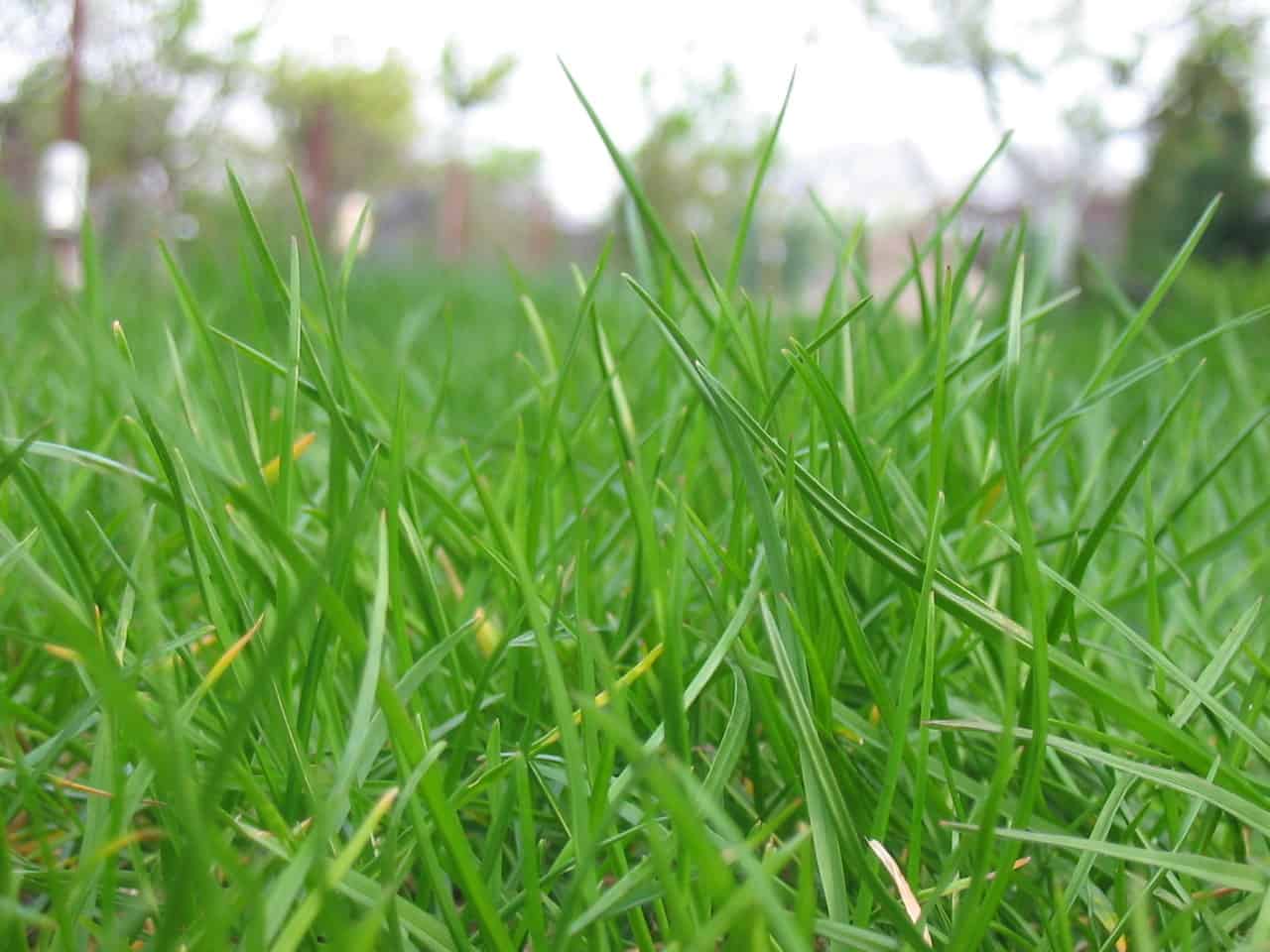 Close-up view of green grass blades in a field, with a soft-focus background showing trees and a bright sky.