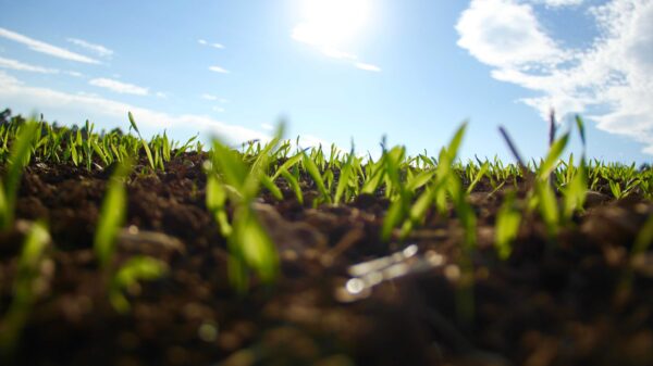 Close-up of young green grass sprouts emerging from soil under bright sunlight, with a blue sky and scattered white clouds in the background.