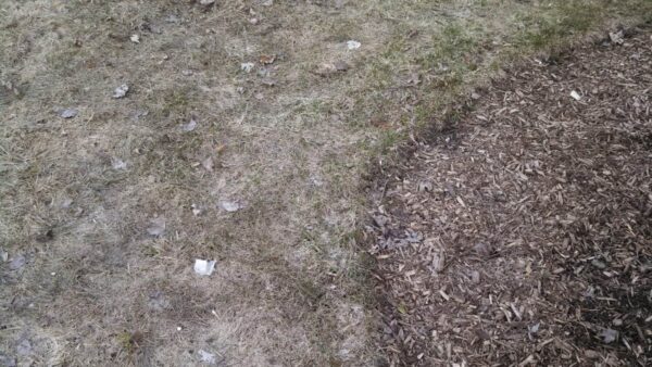 Patchy grass with some dry leaves is on the left, while brown wood chips cover the right side. The two surfaces meet in a curved border.