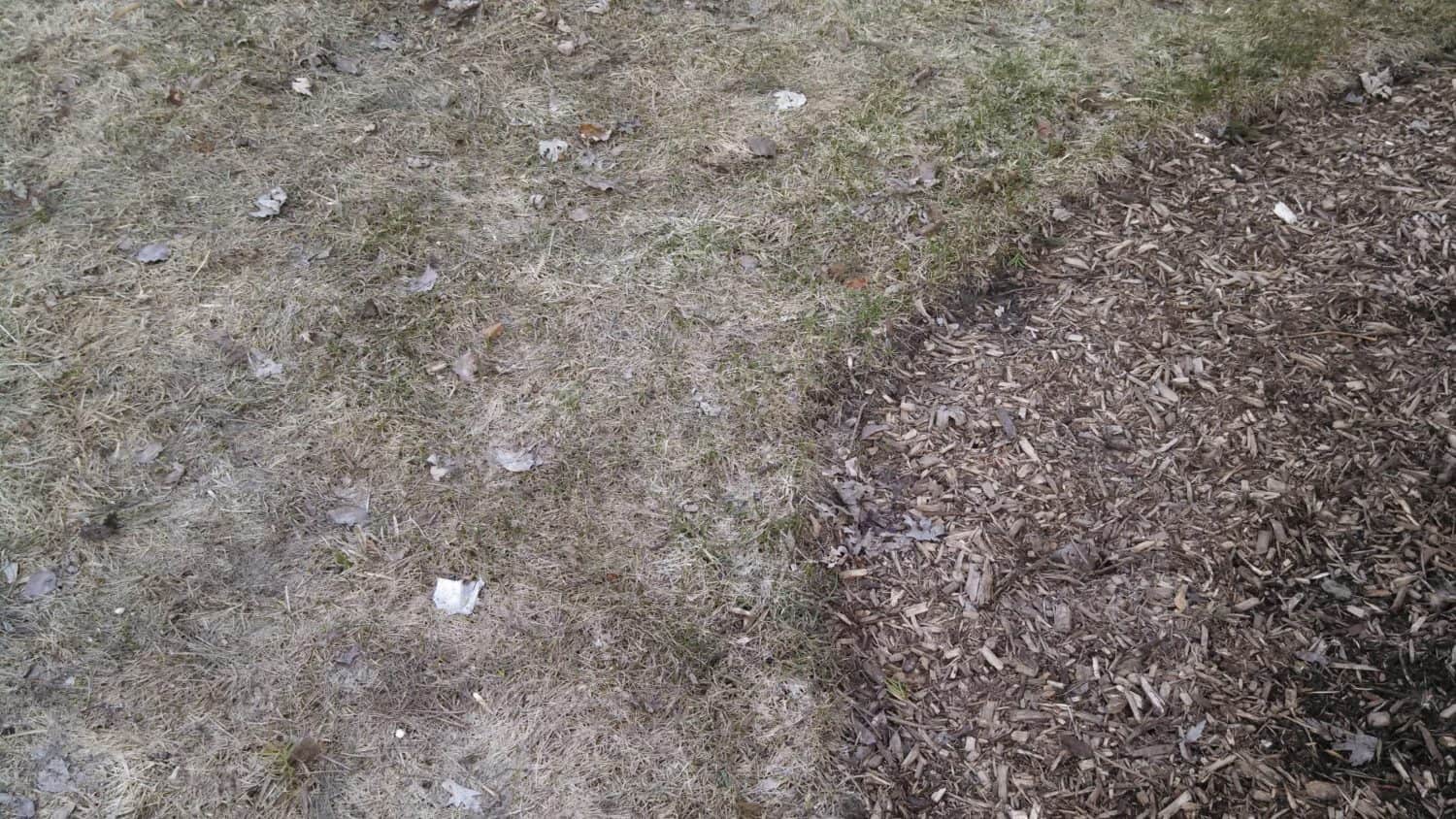 A patch of dry, brown grass meets a section of wood mulch. Scattered leaves and a small piece of litter are visible on the grass, showing the contrast between the two ground coverings.