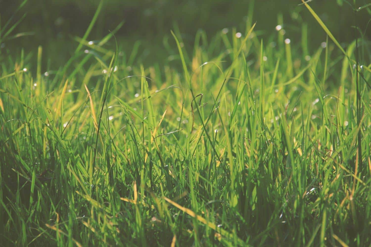 Close-up of green grass blades in sunlight with a blurred background, showing fresh, healthy grass and tiny water droplets glistening on some blades.