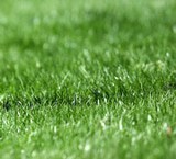 Close-up view of green grass blades outdoors, with a soft, blurred background creating a sense of freshness and natural texture.