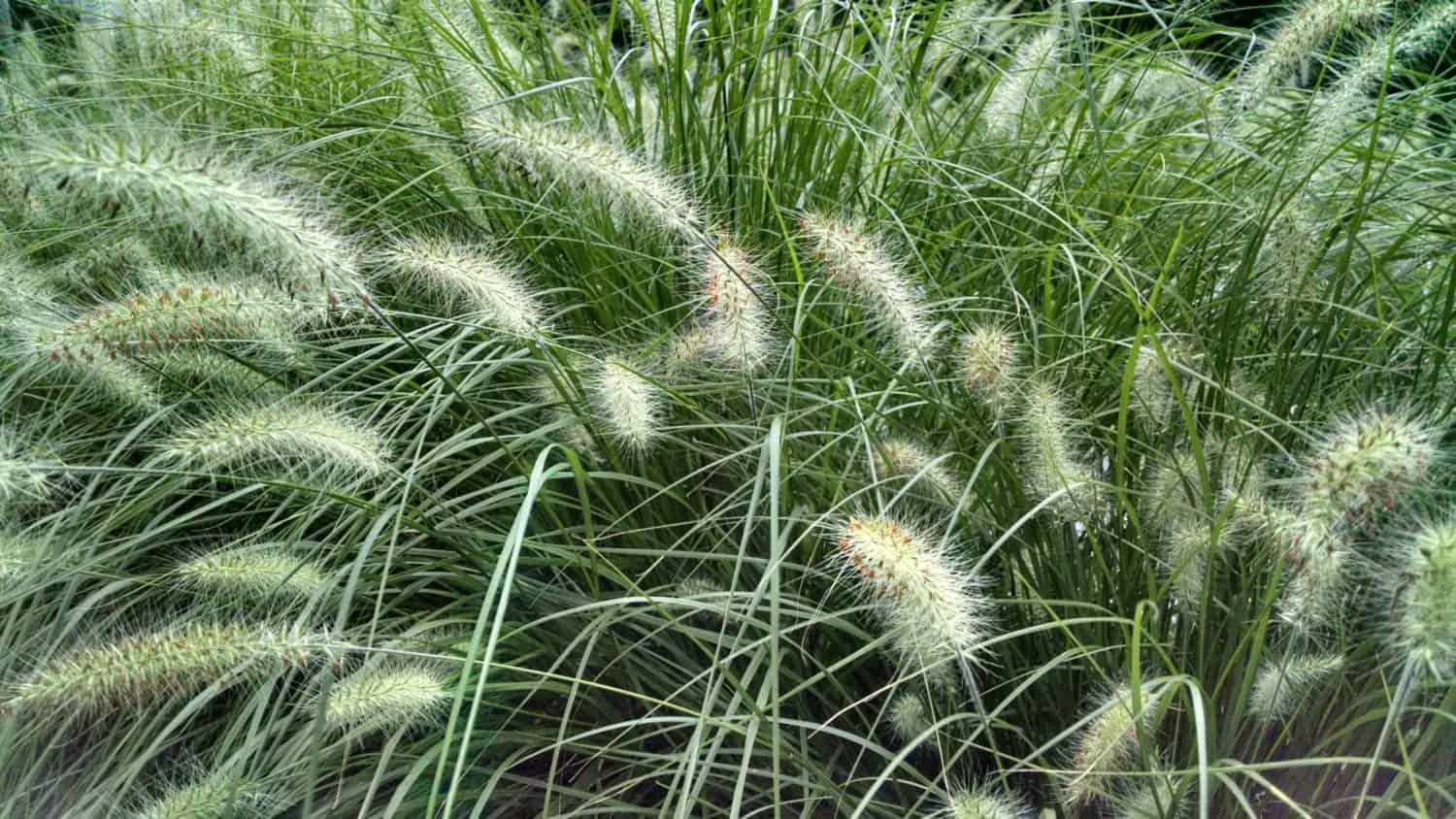 Green ornamental grass with long, thin leaves and fuzzy, bottlebrush-like flower spikes swaying in the wind. The photo shows dense, healthy growth with a soft, natural background.