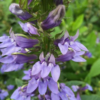 Close-up of a cluster of purple lobelia flowers with pointed petals, growing on a green stem, surrounded by blurred green foliage in the background.