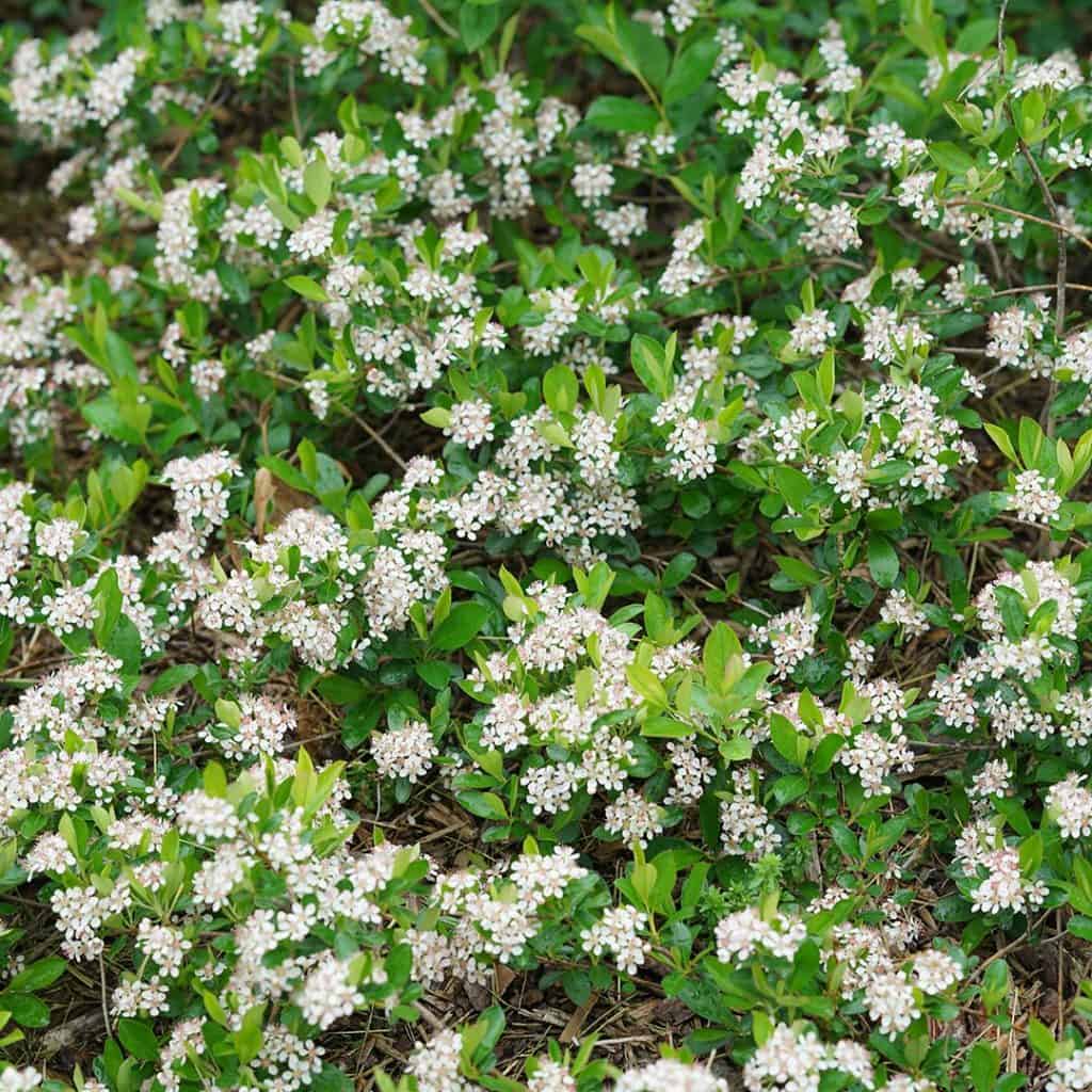 A dense shrub with clusters of small white flowers and bright green leaves growing close to the ground.
