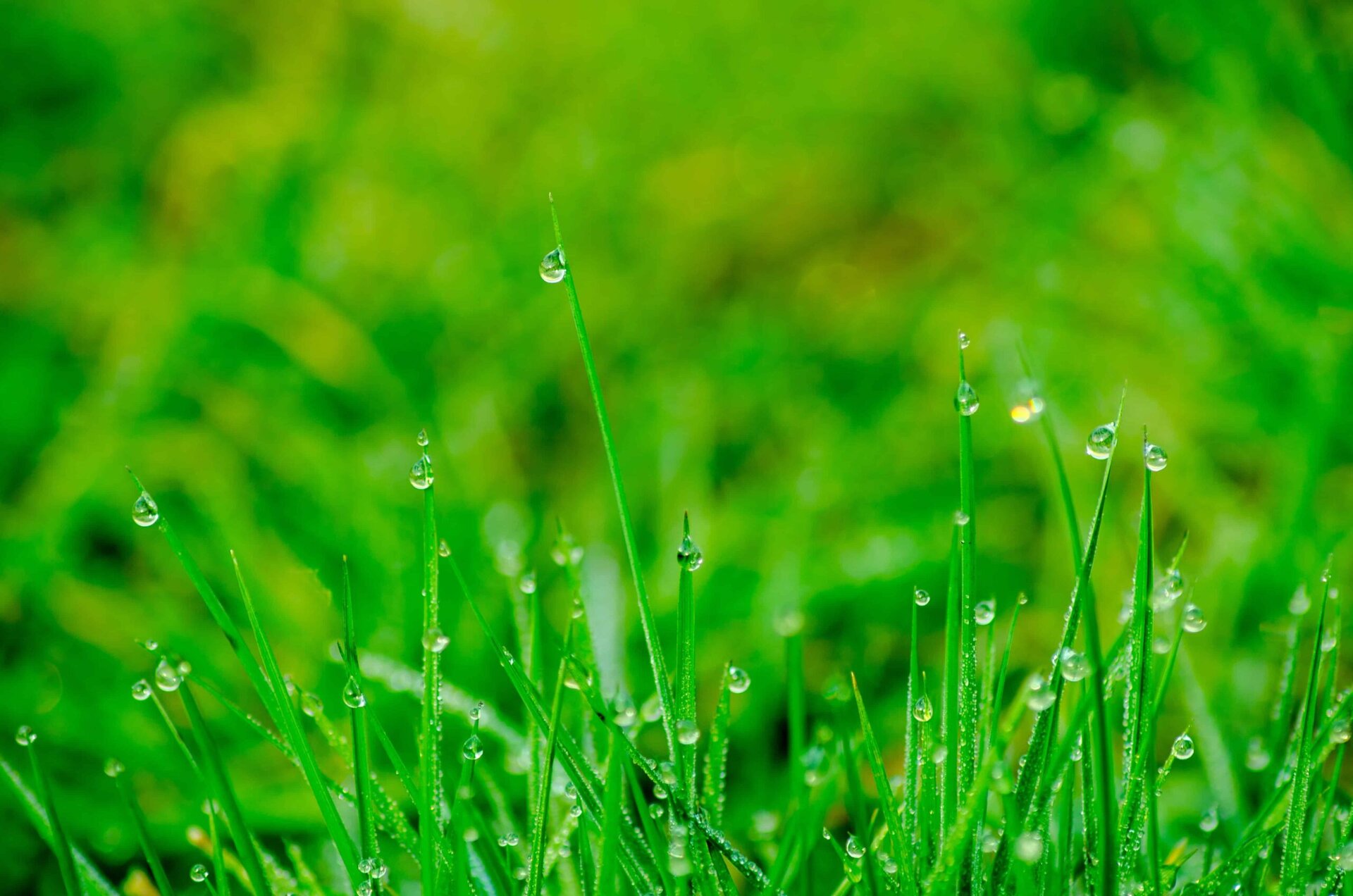 Close-up of green grass blades with fresh dew drops, set against a vibrant blurred green background. The water droplets glisten in natural light, enhancing the freshness and vividness of the scene.