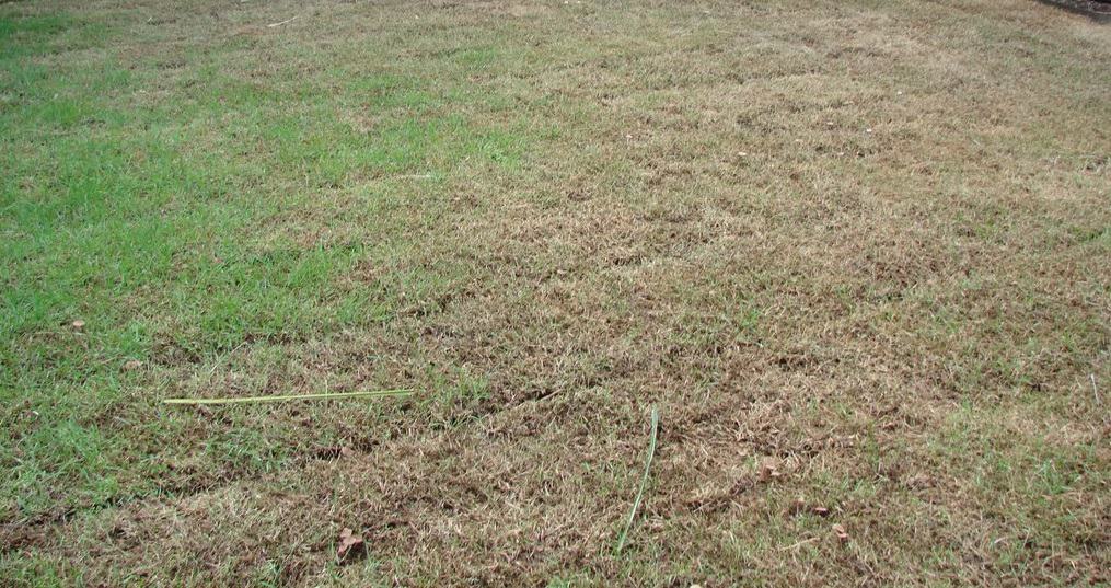 A patchy lawn with areas of green grass mixed with large sections of dry, brown grass.