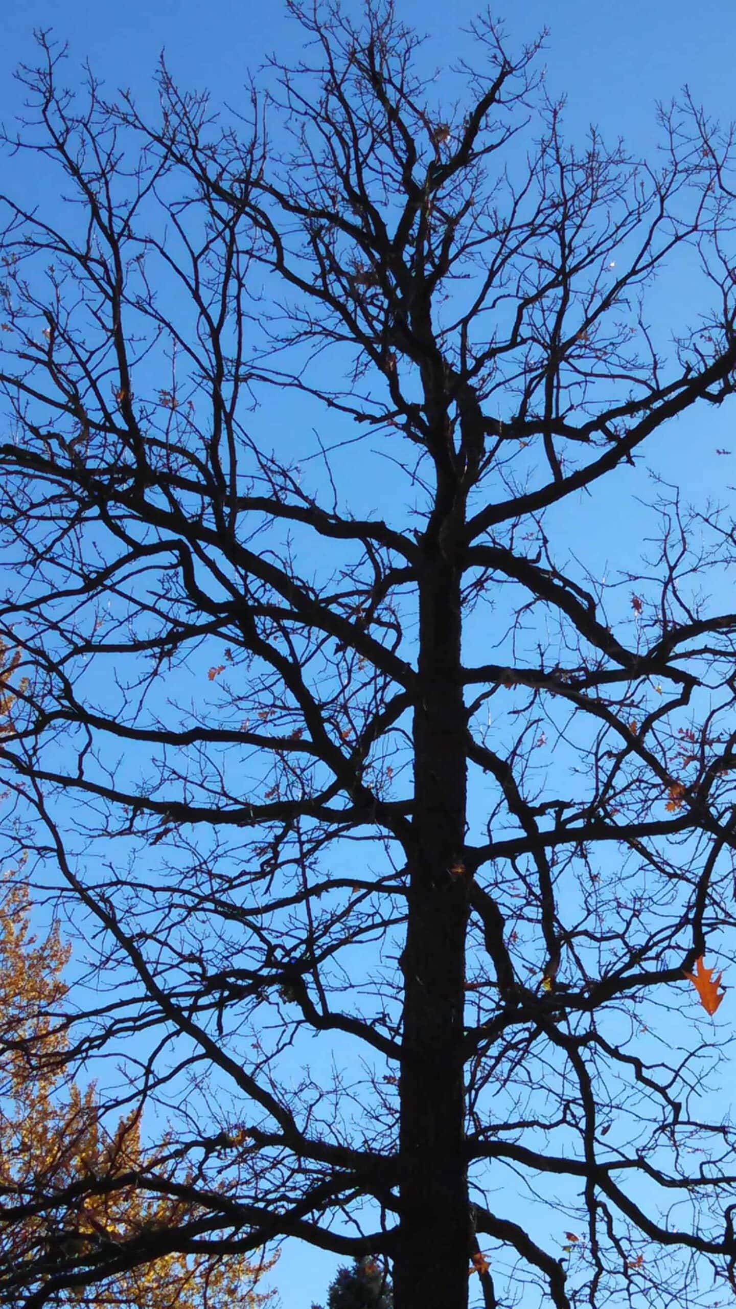 A leafless tree with dark branches stands against a clear blue sky, with a few scattered leaves left on the branches and some pine trees visible in the bottom left corner.