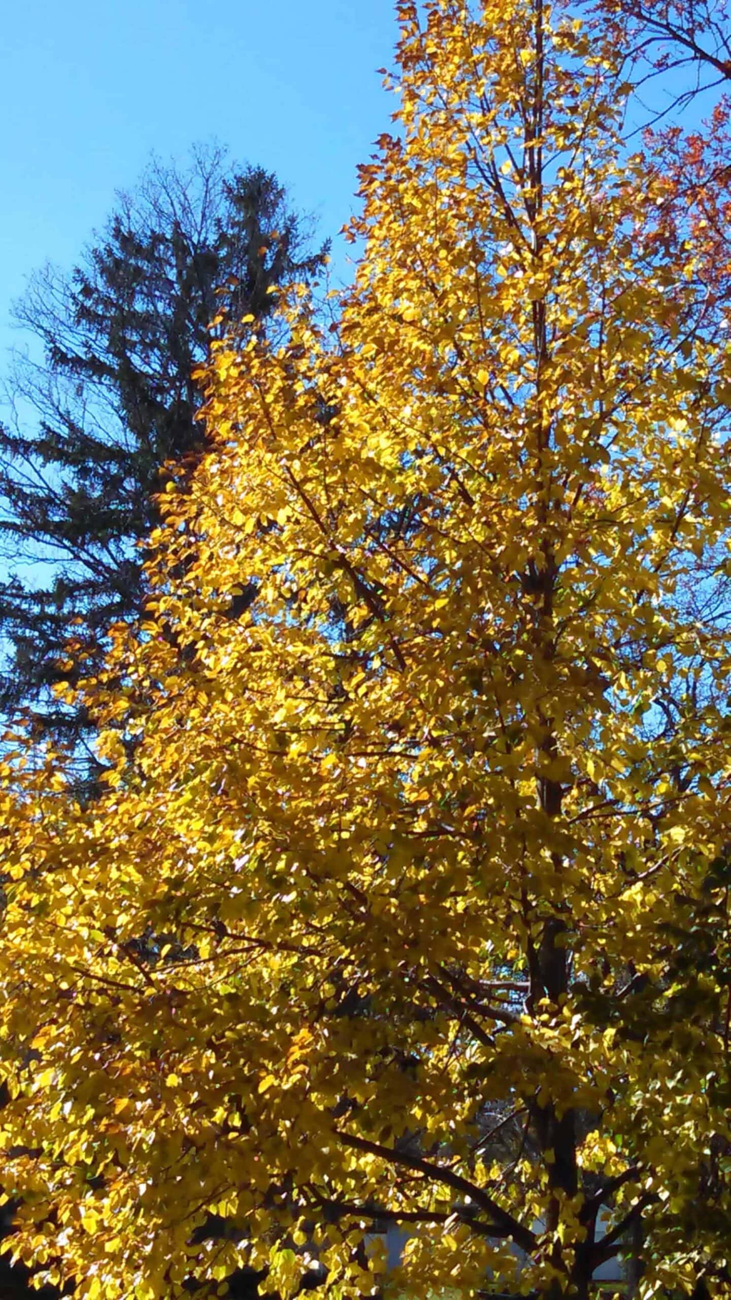 Tree with vibrant yellow autumn leaves in the foreground, with a darker evergreen tree and a clear blue sky in the background.