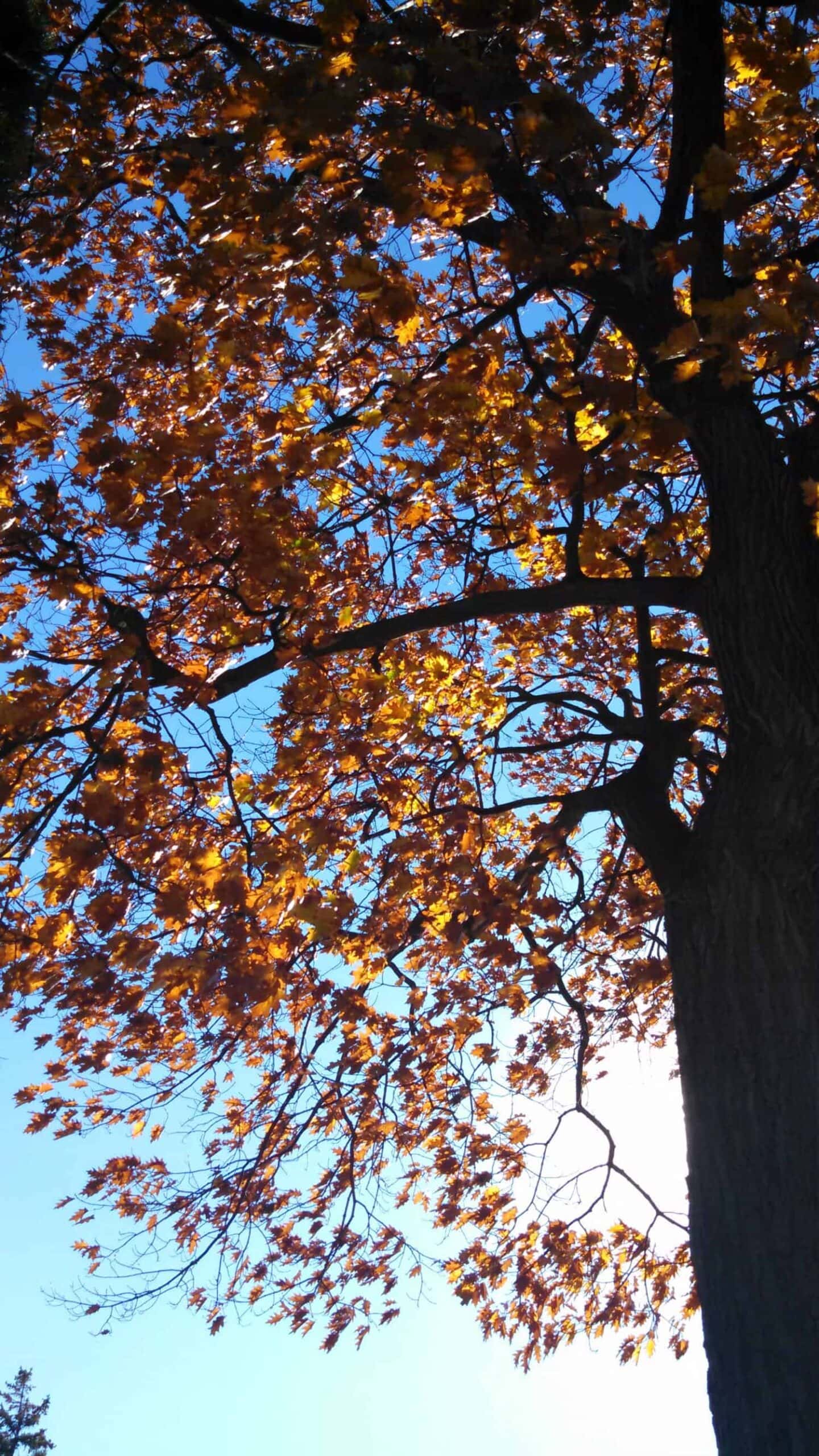 Sunlight shines through the branches of a tall tree with autumn leaves, set against a clear blue sky.