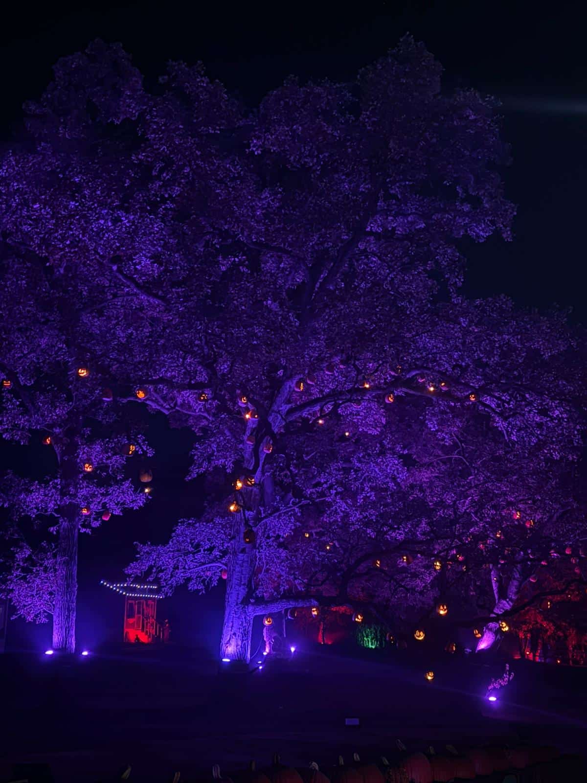 Large trees illuminated with purple lights at night, with glowing orange pumpkins hanging from the branches, creating a spooky, festive atmosphere. In the background, some structures are lit in red and green.