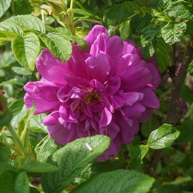 A vibrant pink rose blooms among green leaves in sunlight.