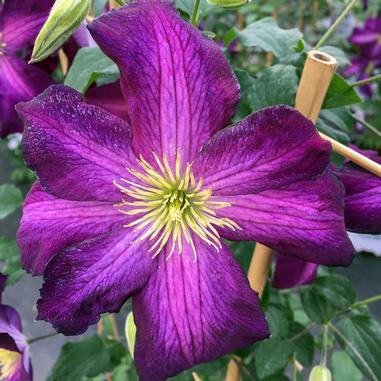 Close-up of a vibrant purple clematis flower with five petals and a yellow, spiky center, set against green leaves and bamboo garden supports in the background.