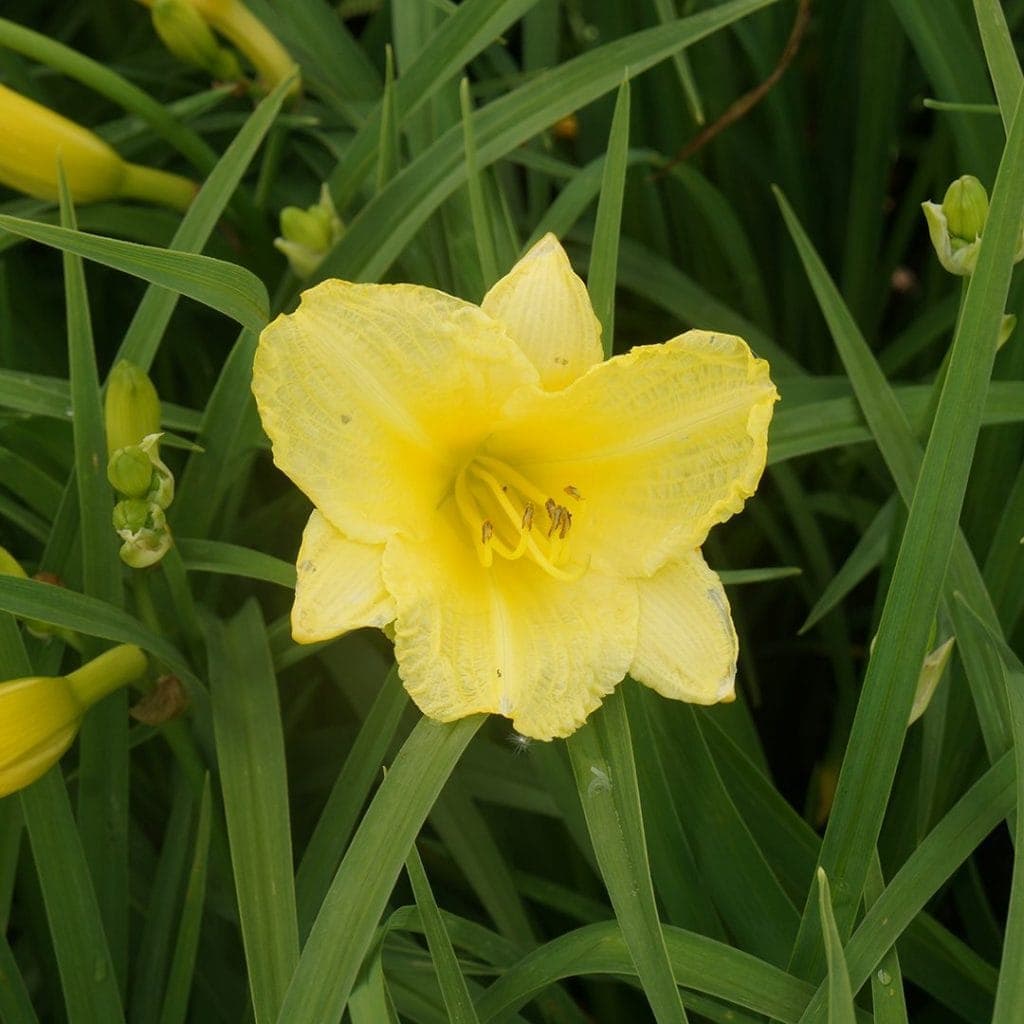 A single yellow daylily flower blooms surrounded by long, slender green leaves and several unopened buds.